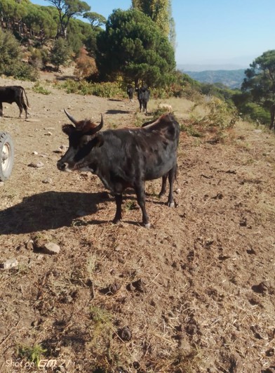 Kocarlida 27 Buyukbas Hayvan Kayboldu Sahibi Hayvanlarini Bulani 100 Bin Lirayla Odullendirecek 641395 Cb948E308D67B706929311E1183B90Ec