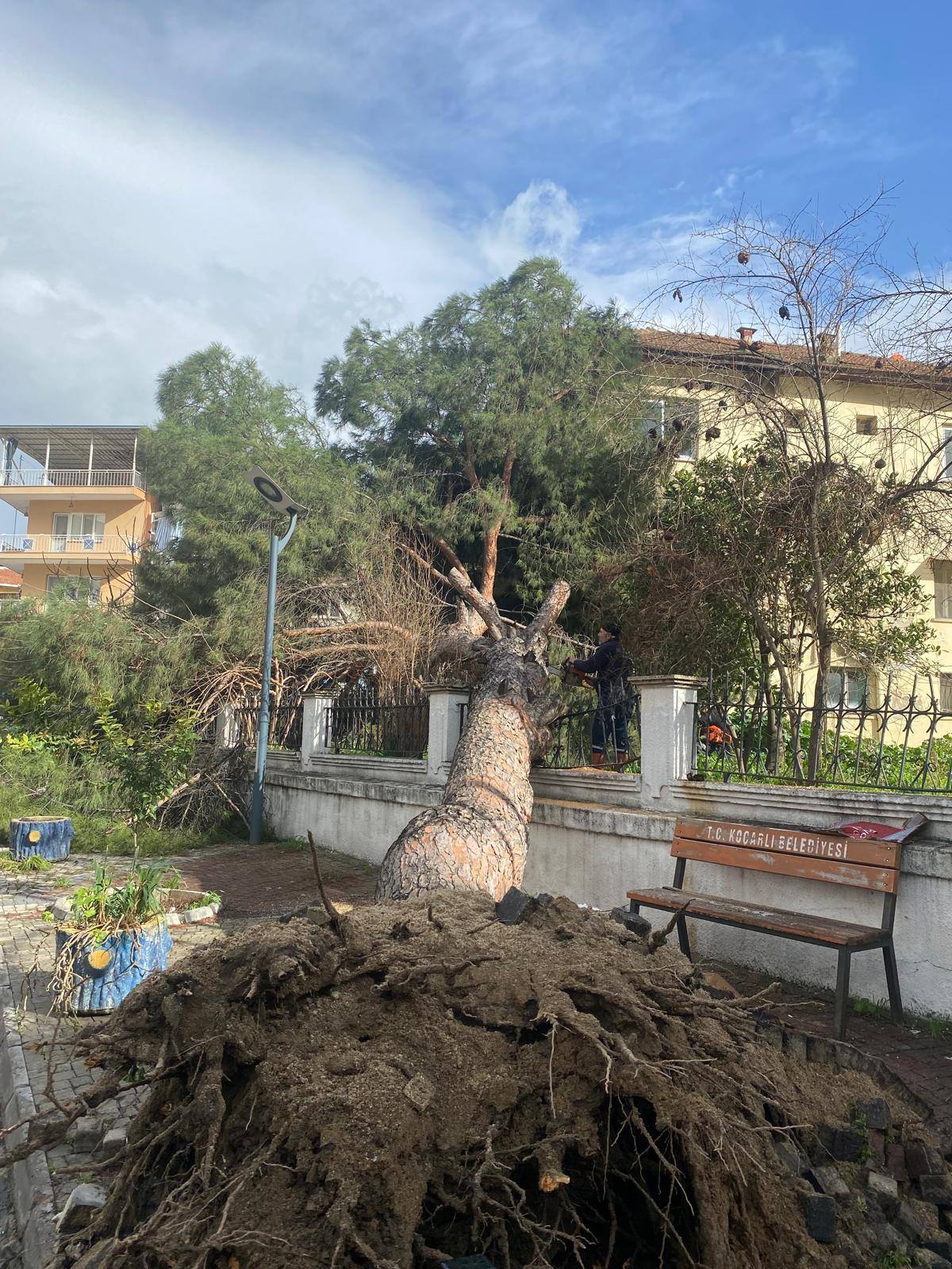 Kocarlida Dev Cam Agaci Devrildi Facianin Esiginden Donuldu 638363 04D8C727943699C3Cb969Bf714419B6D
