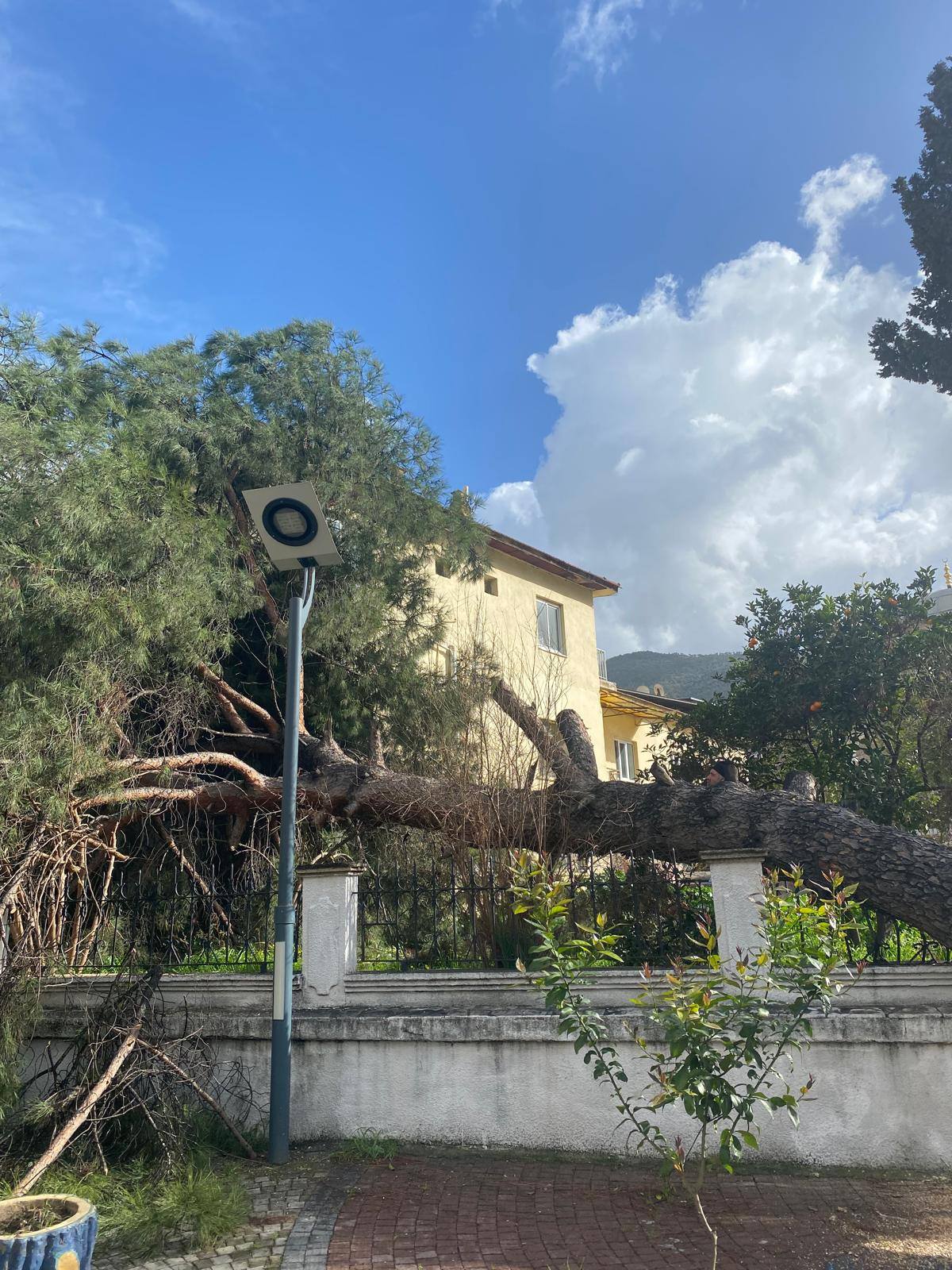 Kocarlida Dev Cam Agaci Devrildi Facianin Esiginden Donuldu 638363 D2Eb729D06Aa0D82C039B6317470D43E