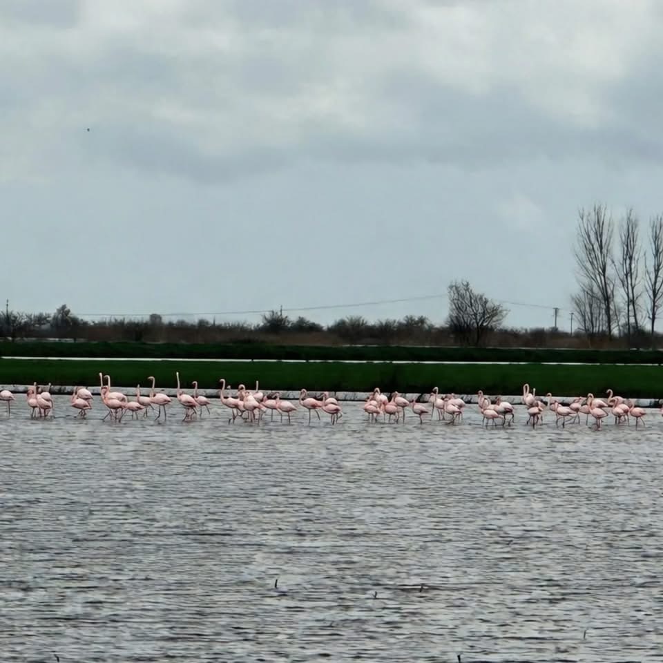 Kocarliya Flamingolar Indi 639899 A32C3908210Fdcb138069Dabcf357742