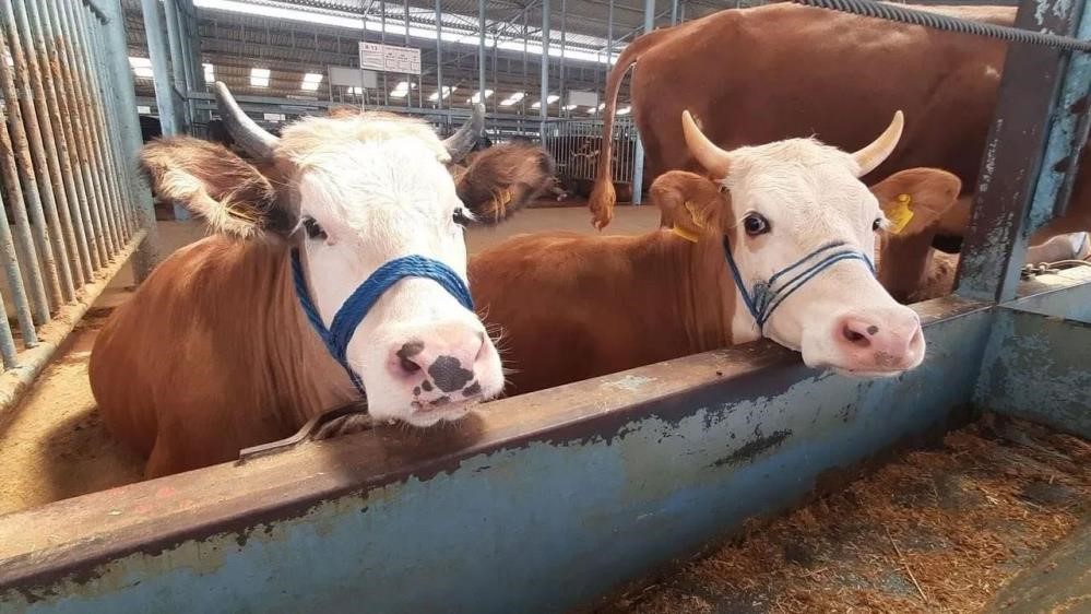 Koskte Sap Karantinasi 0Dbcc34B3200E1F11E75A06C48D2Bd51