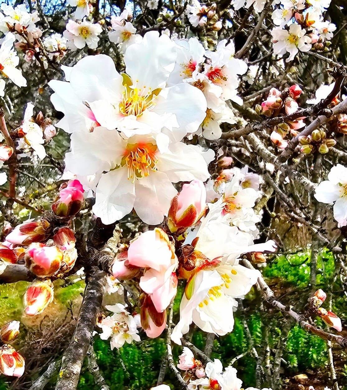 Kusadasinda Bahar Dogaya Dokundu 642883 15Efd9A538380C6Afd1D62C8Df5F54F2