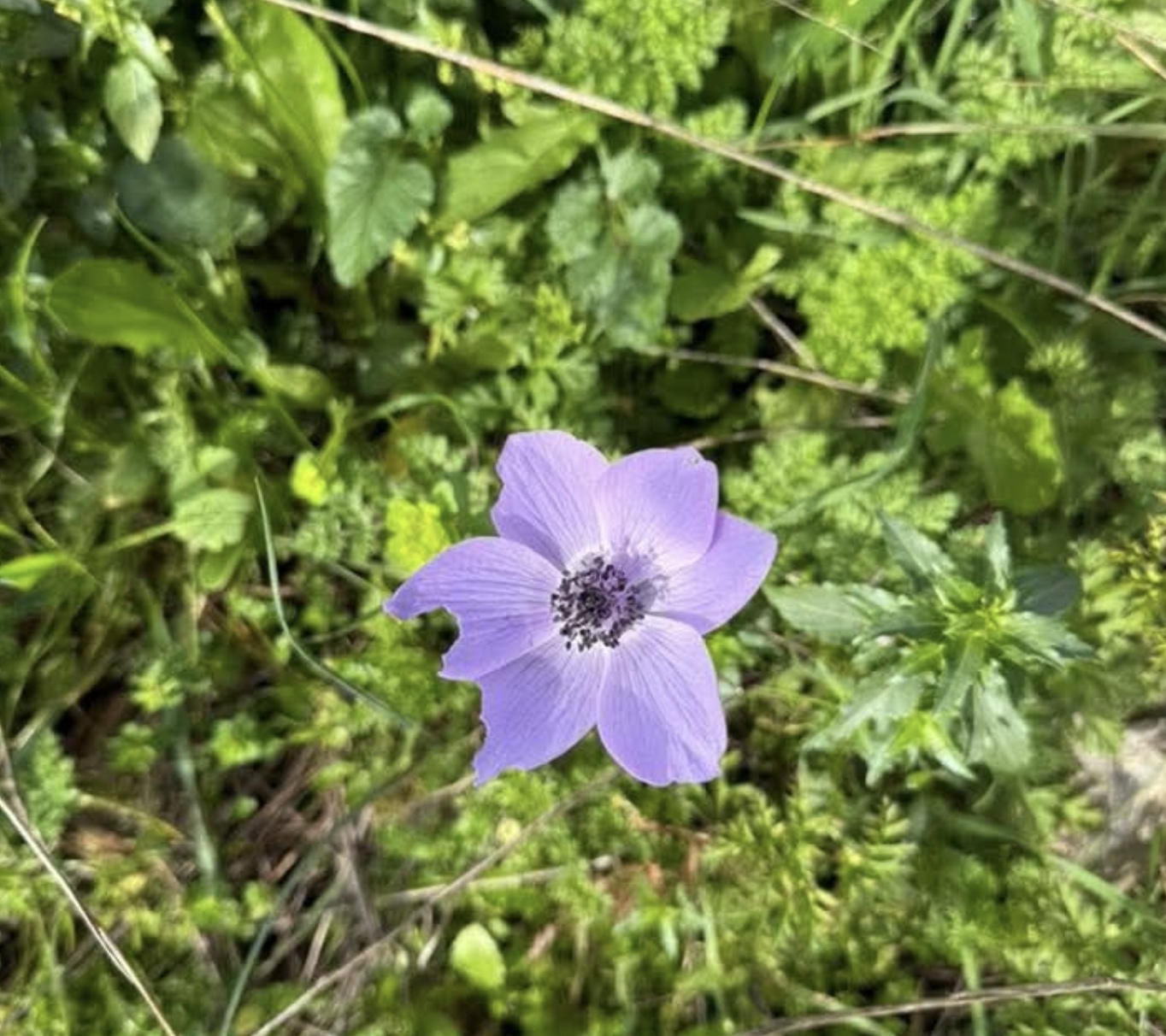 Mavi Ile Yesilin Bulustugu Kenti Baharin Renkleri Sardi 641222 75Cc0E7F37F1Feede29474B9D634B5C1