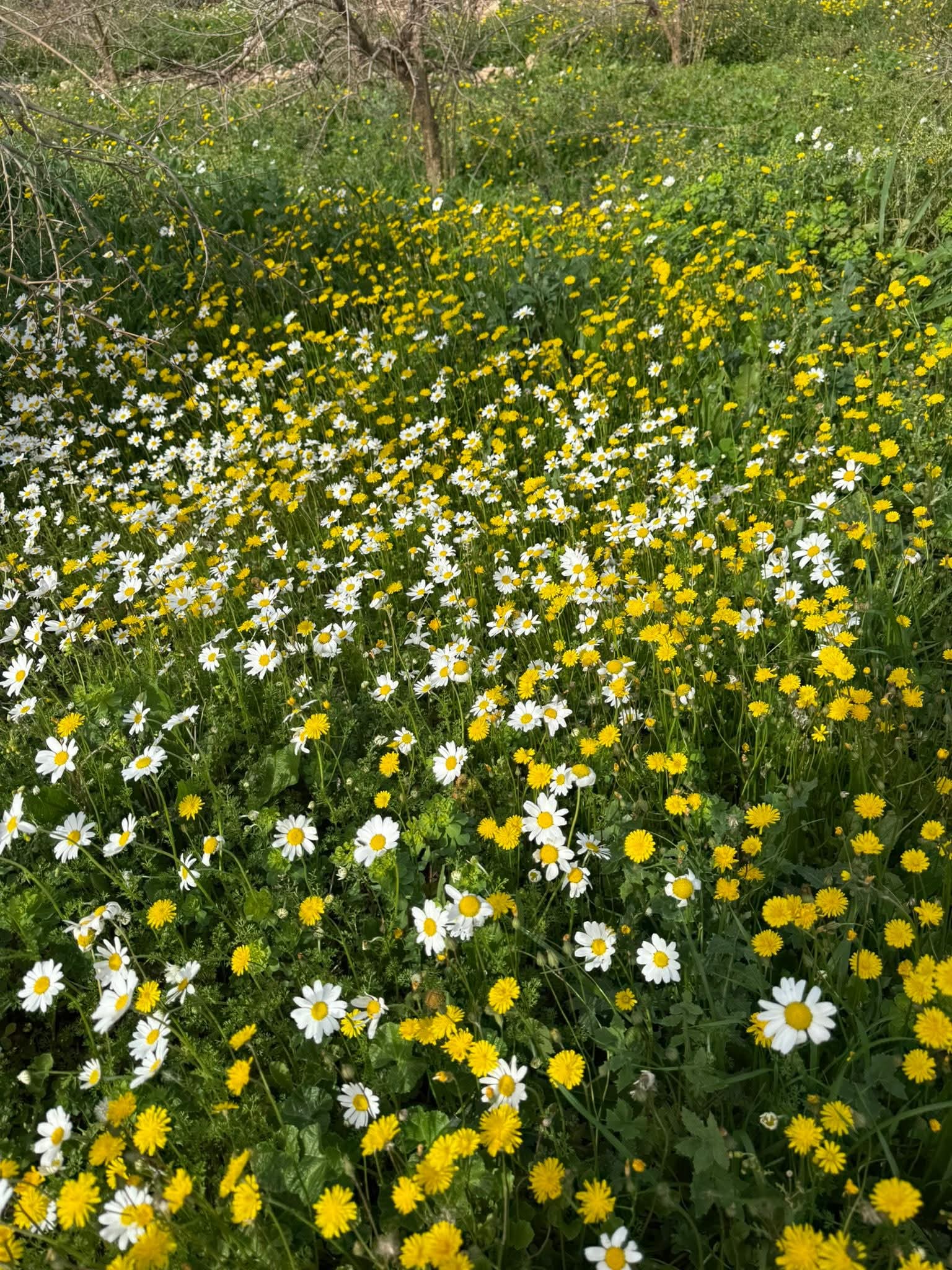 Mavi Ile Yesilin Bulustugu Kenti Baharin Renkleri Sardi 641222 Aebc4C6F6C679C88055591Bd79D2Ea70