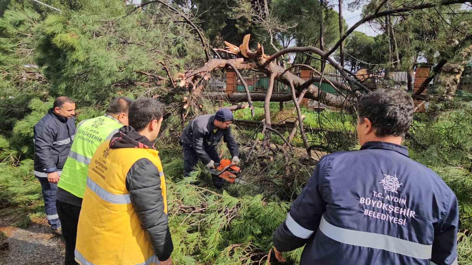 Nazillide Firtinayla Devrilen Dev Cam Agaci Karayolunu Trafige Kapadi 32Ea79146Effe5578F949325Efdfa6E6