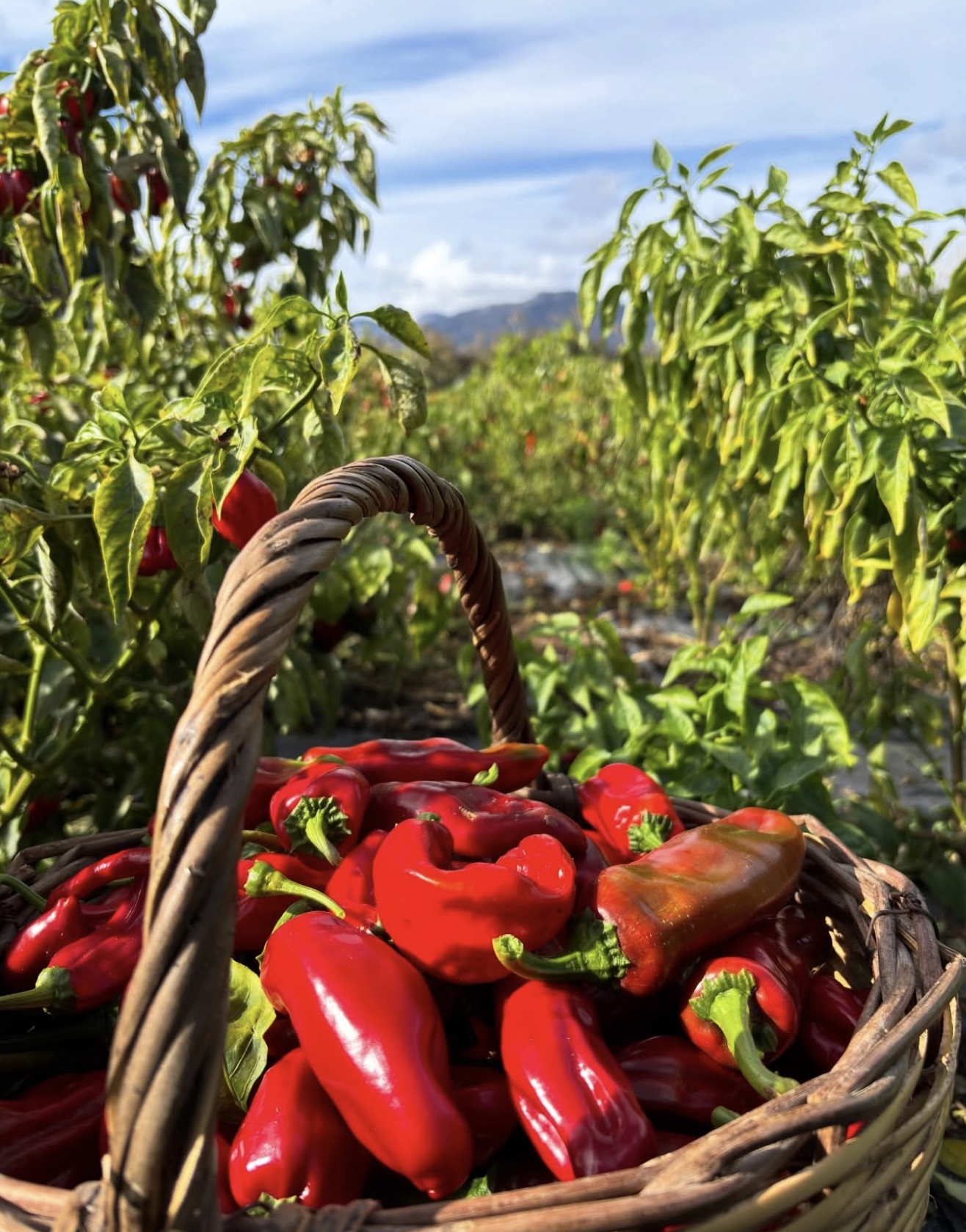 Soke Ovasinda Turkiyeye Pestisitsiz Devrim 641833 23Acf60239Ffacbca0Aeb33E52D7890A