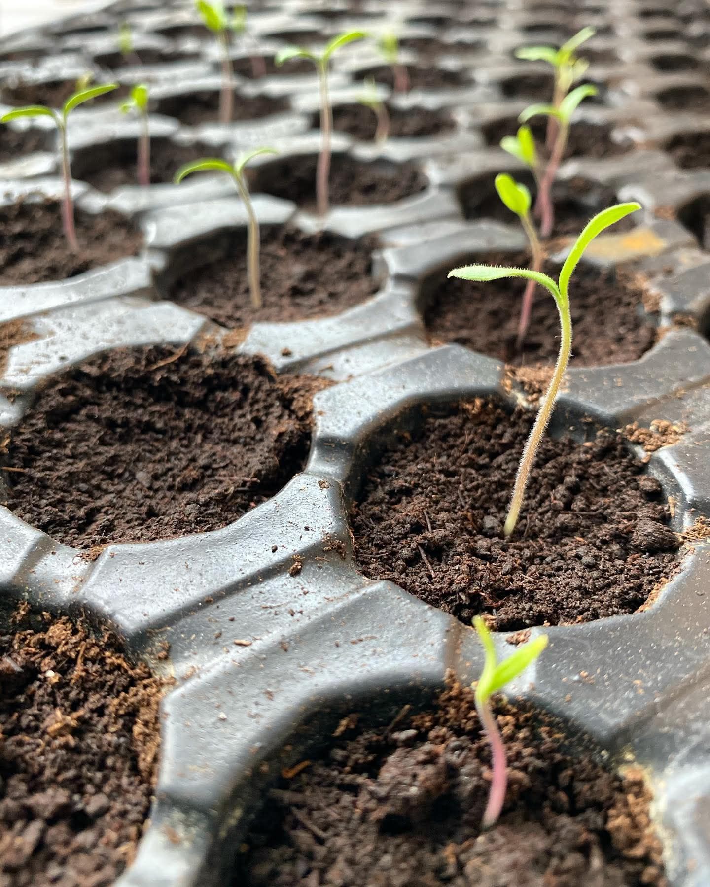 Soke Ovasinda Turkiyeye Pestisitsiz Devrim 641833 B8C9782D105990F694C4E8E689307881