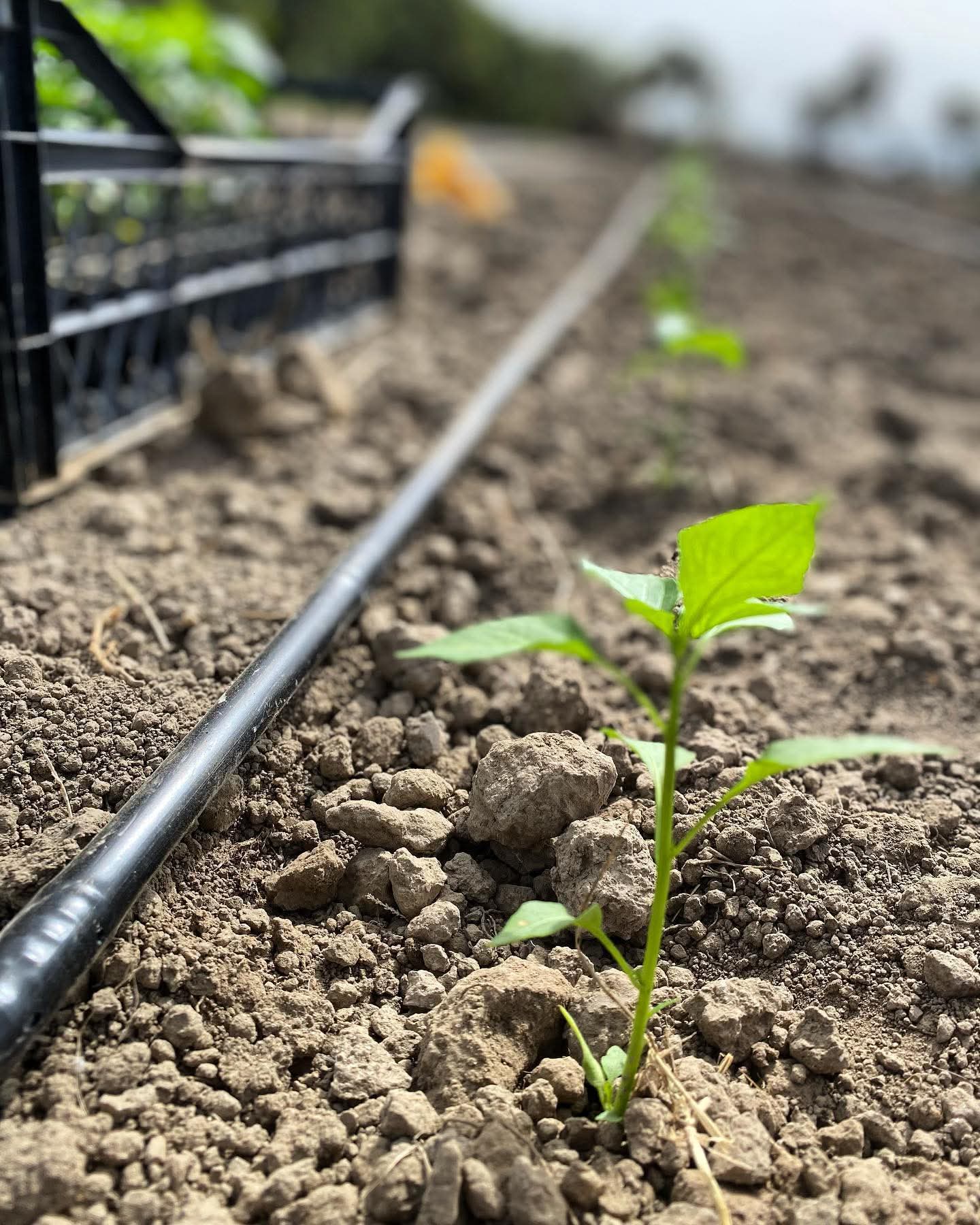 Soke Ovasinda Turkiyeye Pestisitsiz Devrim 641833 C5Be0Df10Ff2A102Ecc7F143B9E6B1Ef