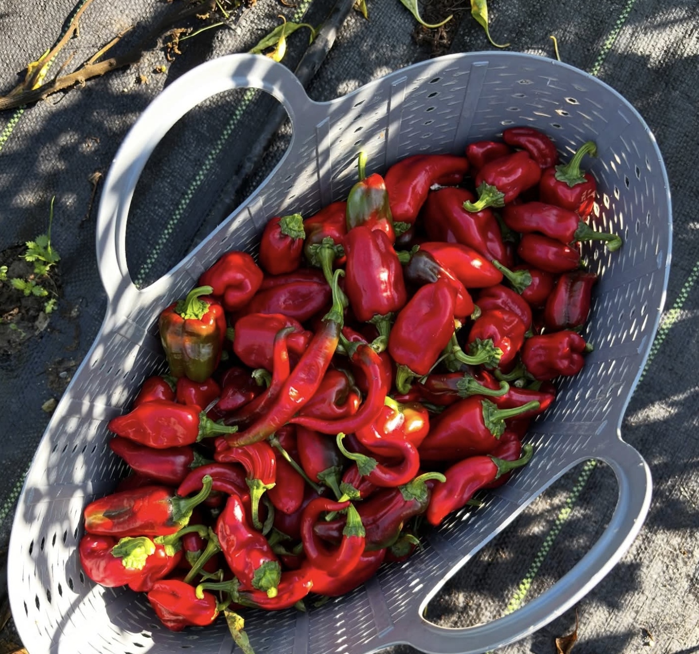 Soke Ovasinda Turkiyeye Pestisitsiz Devrim 641833 D456267Bfd8255E28E61756Ce40D1440