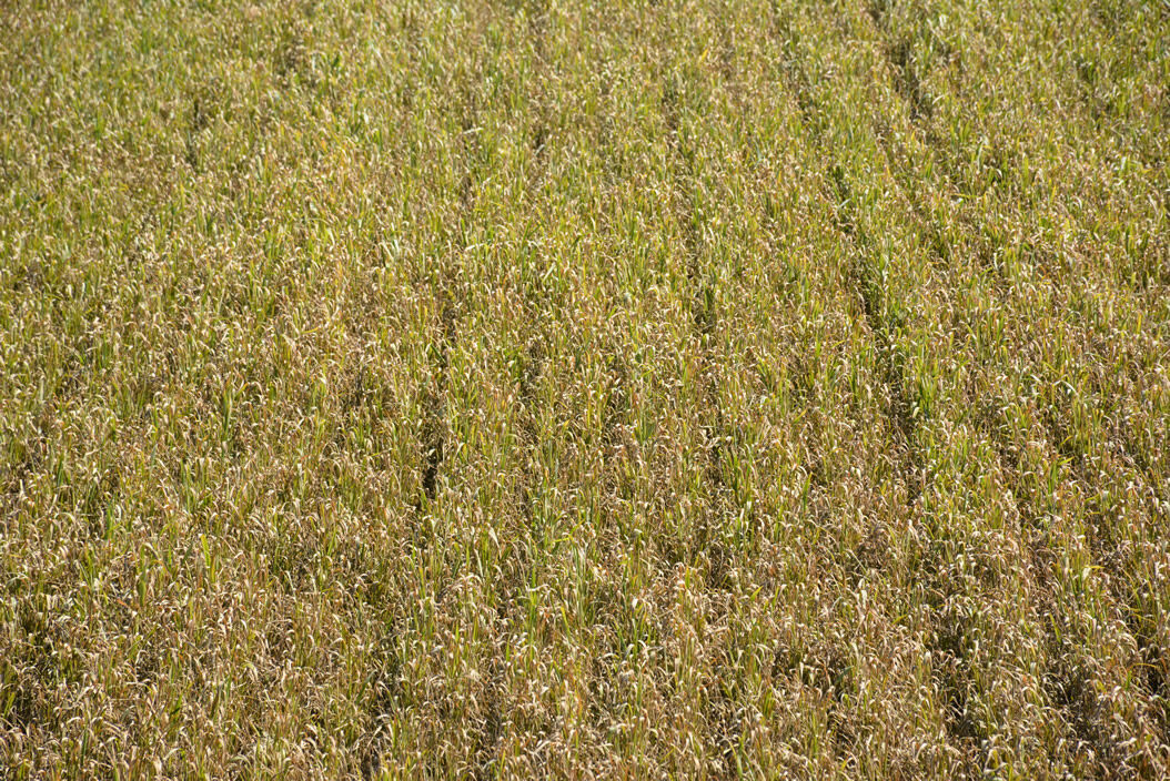 A 644189 965C40C6Fabcfd50F370A775F5C572A3