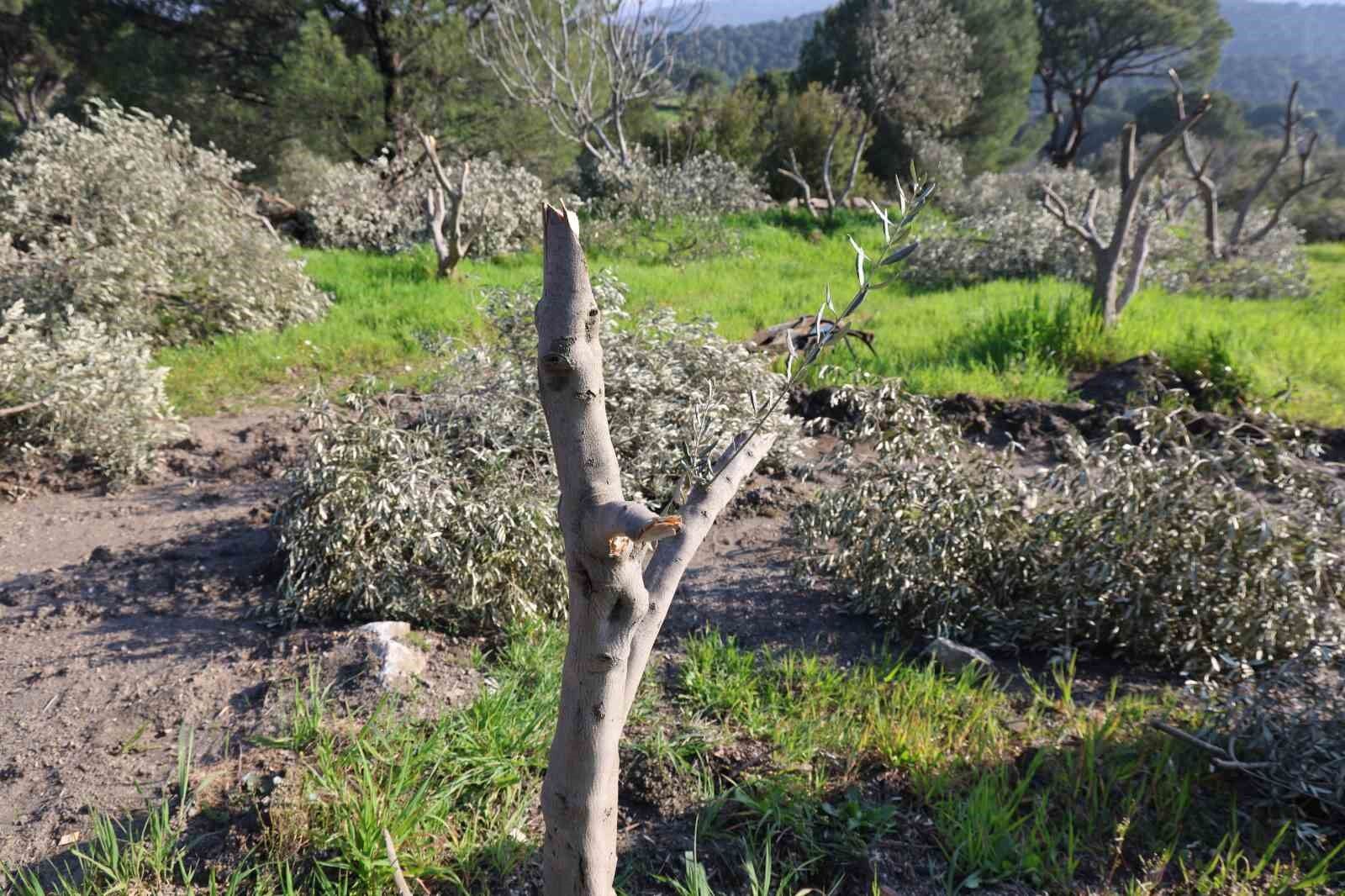 Agac Katliaminin Suphelisi Komsu Serbest Kaldi 650708 724F75931D1C4F0896A2C7061A556A87