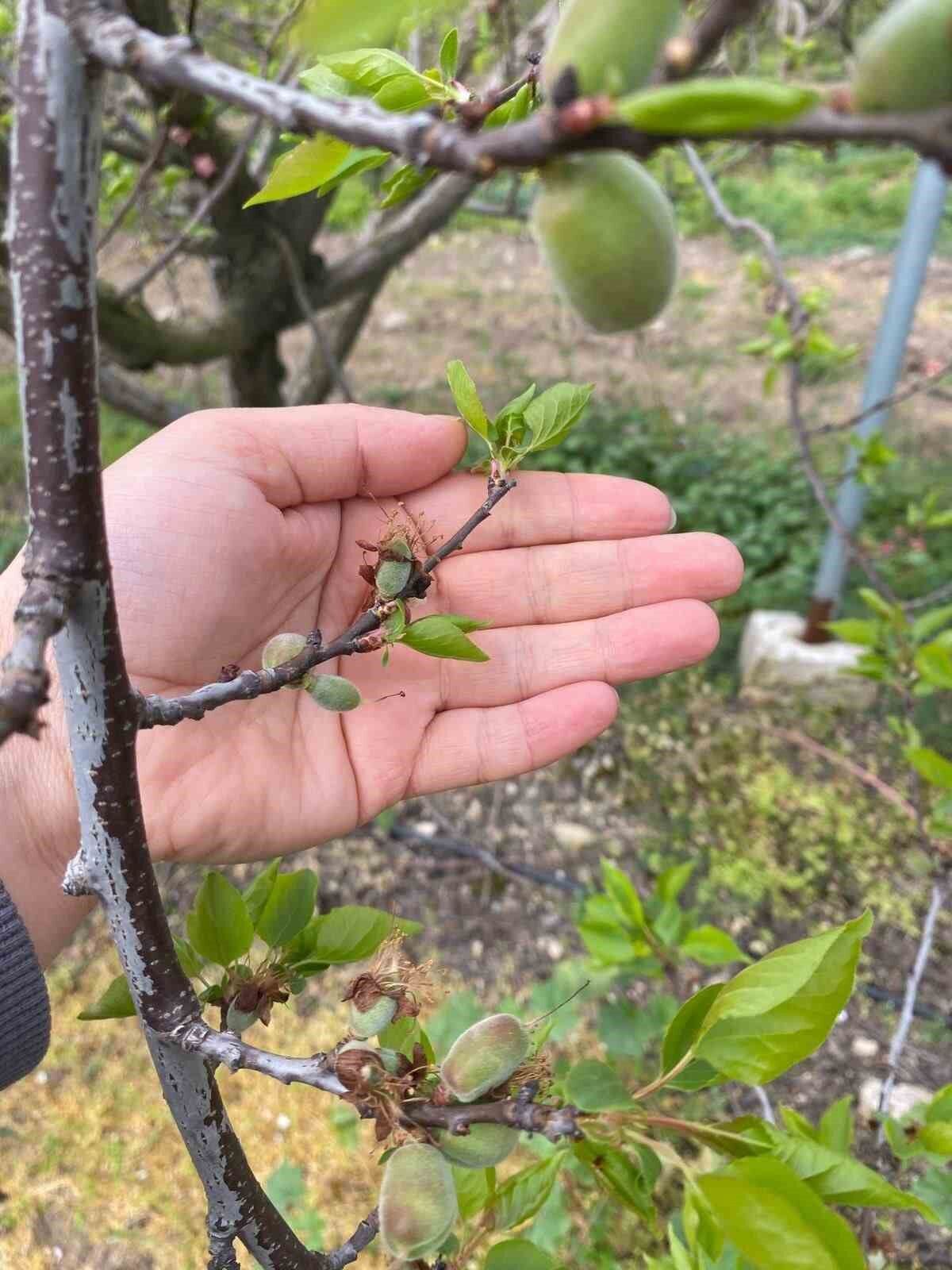 Agaclar Cicek Acti Bahcelerde Meyve Tutumu Takibi Yapildi 62A41054B2Cad05D40Be40Ccb4Ad3582