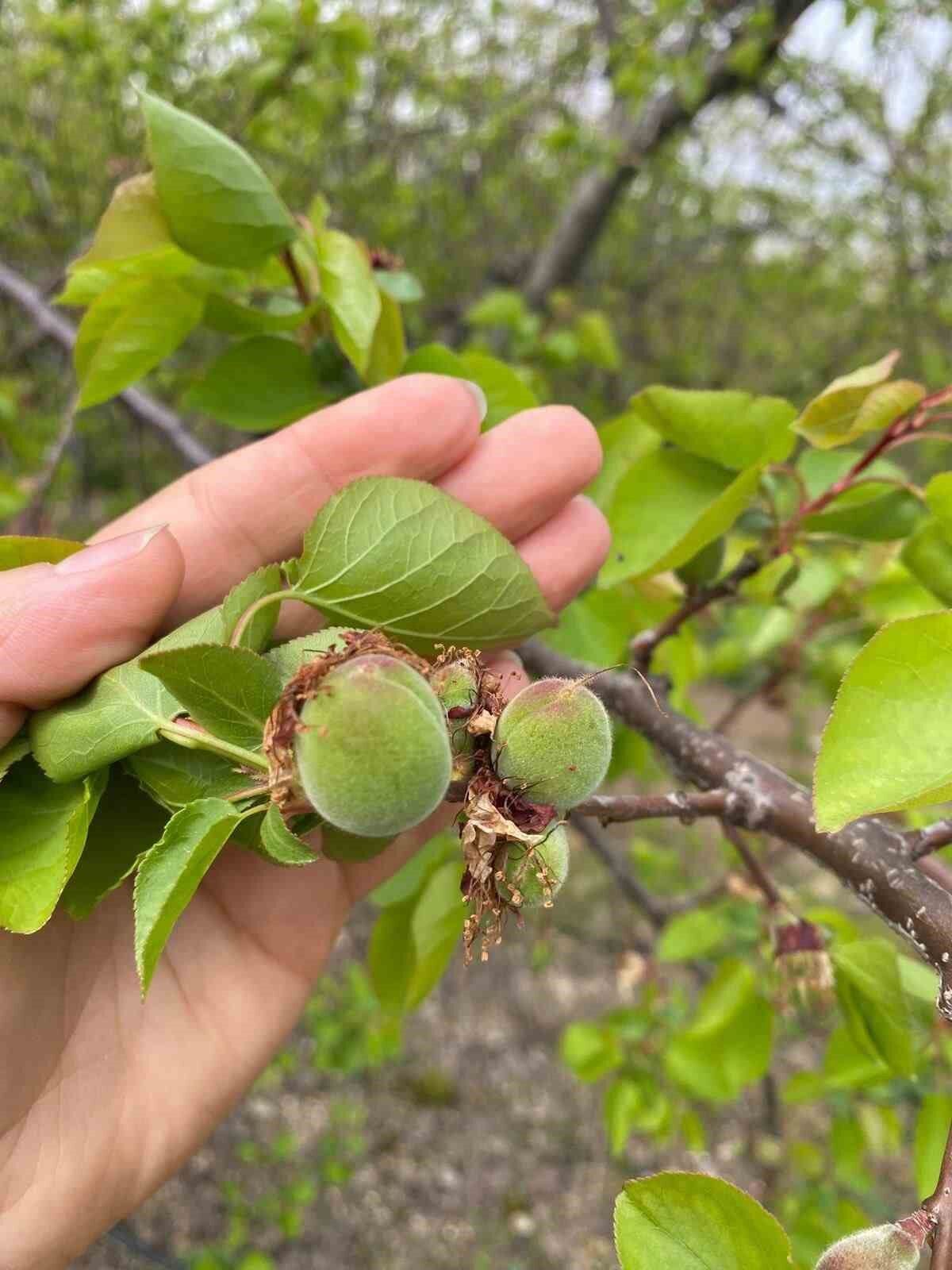 Agaclar Cicek Acti Bahcelerde Meyve Tutumu Takibi Yapildi Ce1B0116Ada933811Daf911Fa0D84327