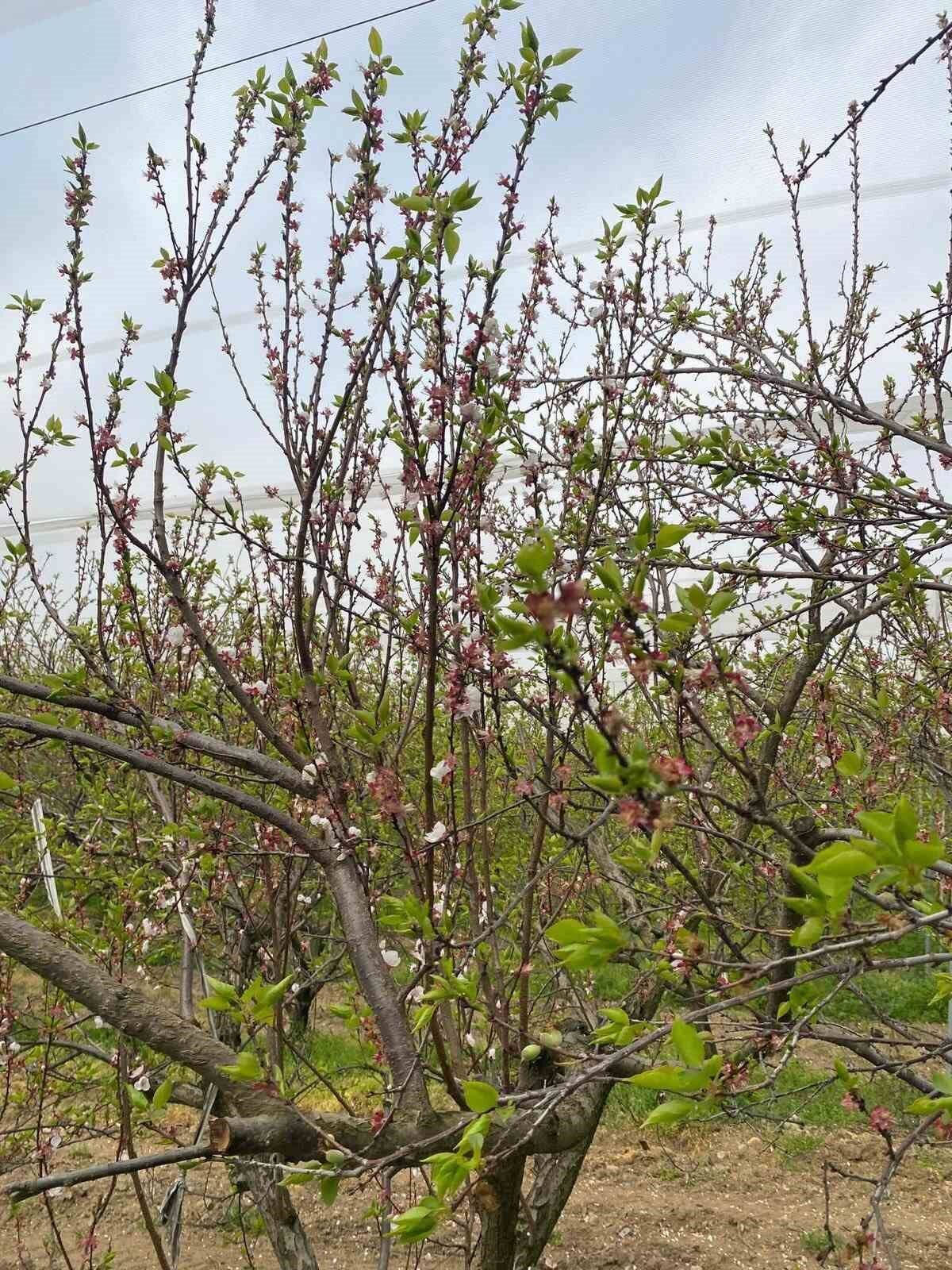 Agaclar Cicek Acti Bahcelerde Meyve Tutumu Takibi Yapildi D9927D37860A10836Dd1Bec43B074Fc7