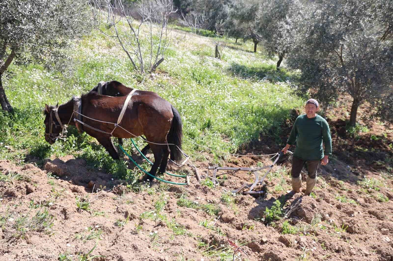 Aydin Daglarinda Incir Ve Zeytin Ureticisinin Karasabanla Zorlu Mucadelesi Basladi Bd7005233E65466A3Bf1753A7961Cf03