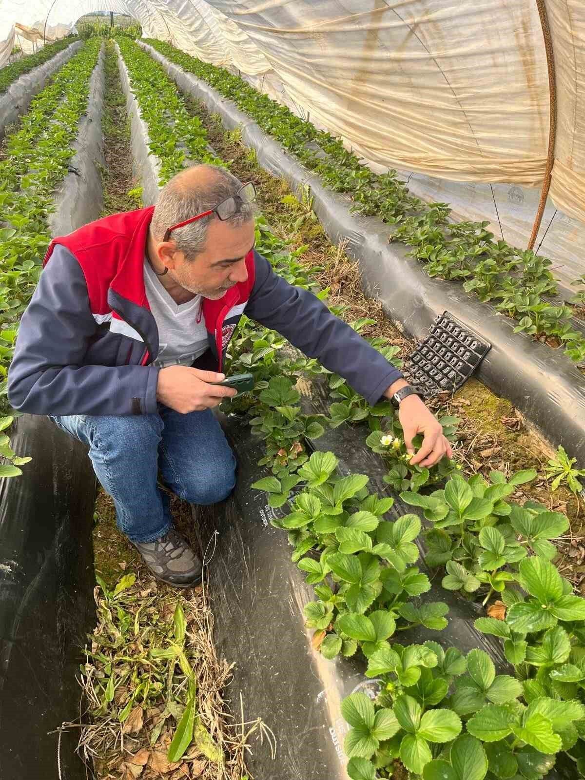 Aydinda Hasat Oncesi Cilek Bahceleri Kontrol Edildi 33Daaaf5Edf5D20C8C46A946Ea814Ff3