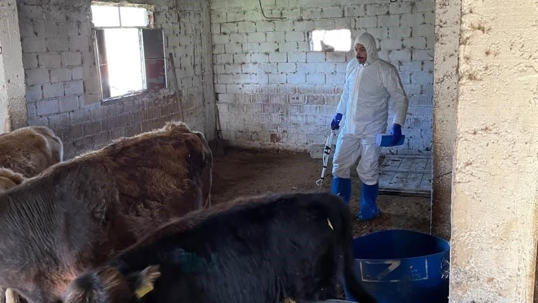 Aydinda Sap Ve Hastaliklara Karsi Asilama Calismalari Suruyor 9Afe21500Fca9097C0Cb4D341E4B668A