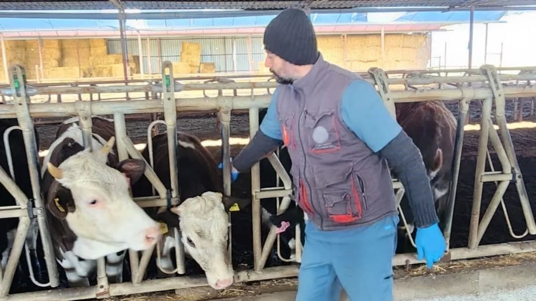 Aydinda Sap Ve Hastaliklara Karsi Asilama Calismalari Suruyor A3B30B5A3Ae44C3Bae63Bfaef601Cd60