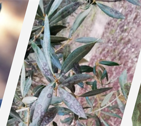 Aydinda Zeytin Ureticilerine Kritik Uyari 649423 E8B8Bb89B7336133Aebb14957F6Ba185