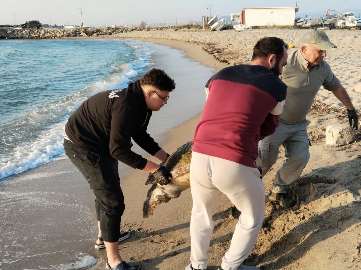 Aydini Kahreden Haber Nadir Gorulen 3 Canli Olu Olarak Kiyiya Vurdu 647363 3D04Aa8045Ea26C81Dbbb522D15026B9