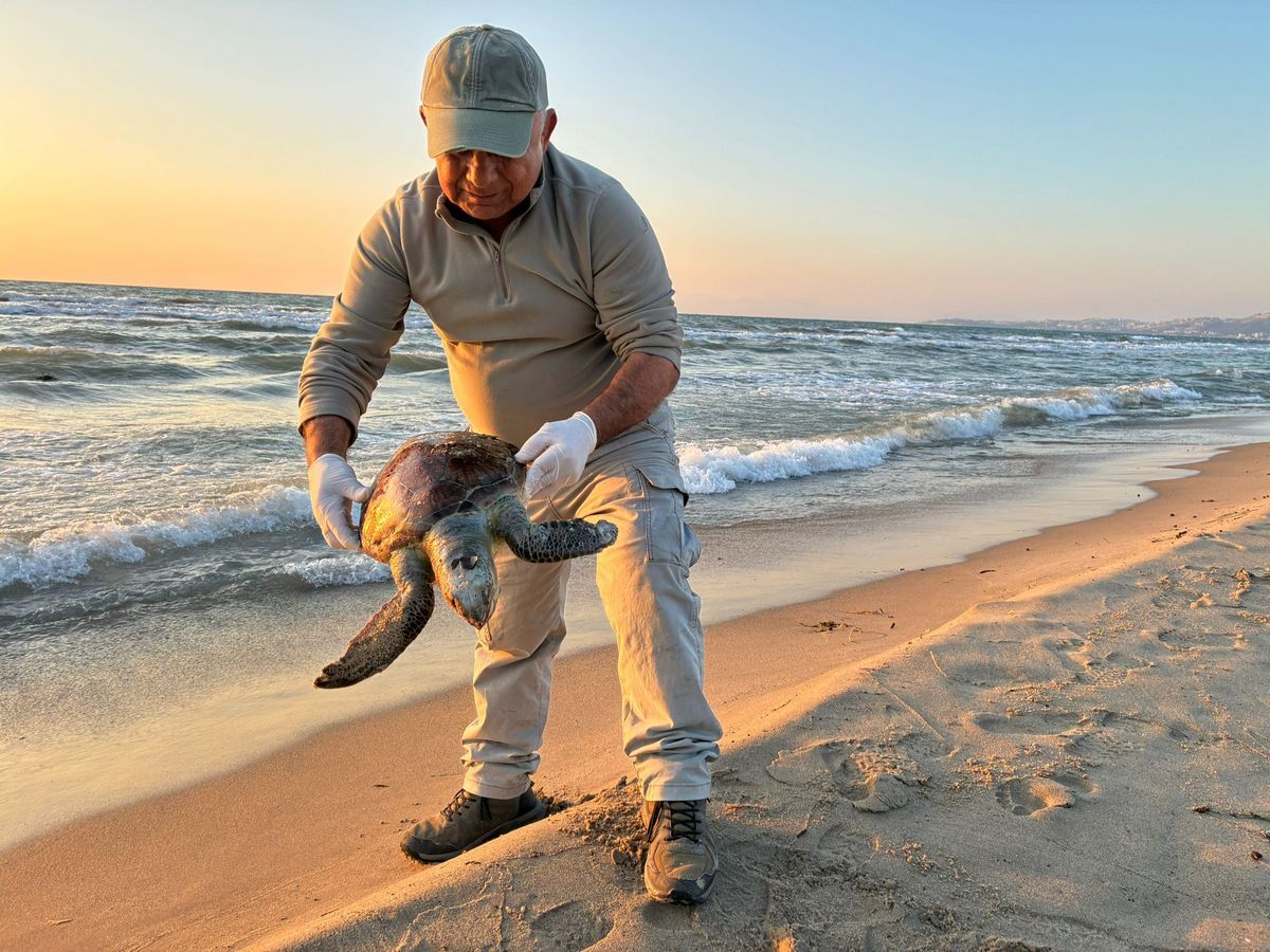 Aydini Kahreden Haber Nadir Gorulen 3 Canli Olu Olarak Kiyiya Vurdu 647363 51403Db1234Af7Db71B1E41Ebc62C9E2