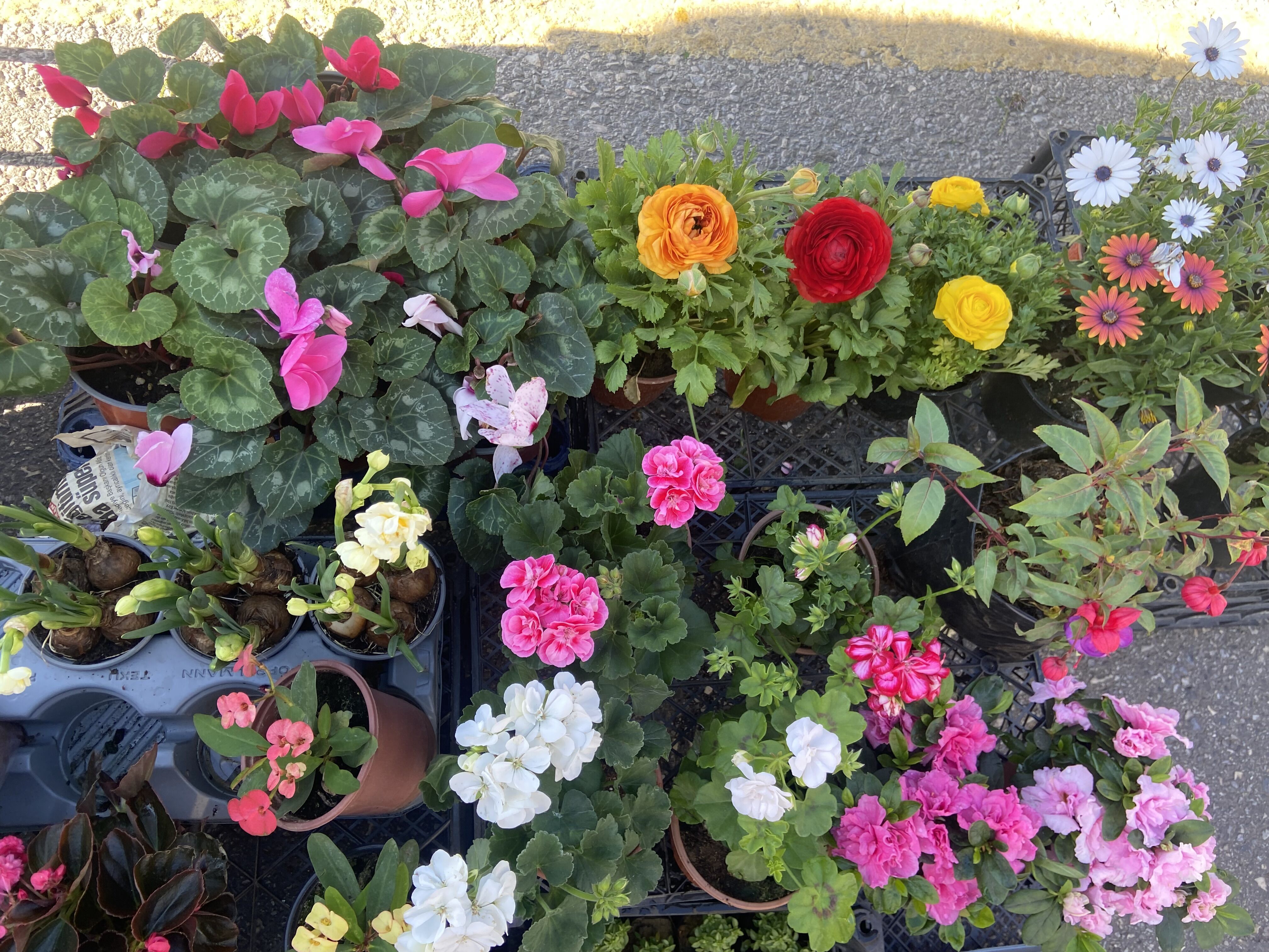 Aydinin Cicek Gibi Cicekcisi Mesude Mersin 648266 801Cbbe72Fa786E6657Ef9C396A8018D