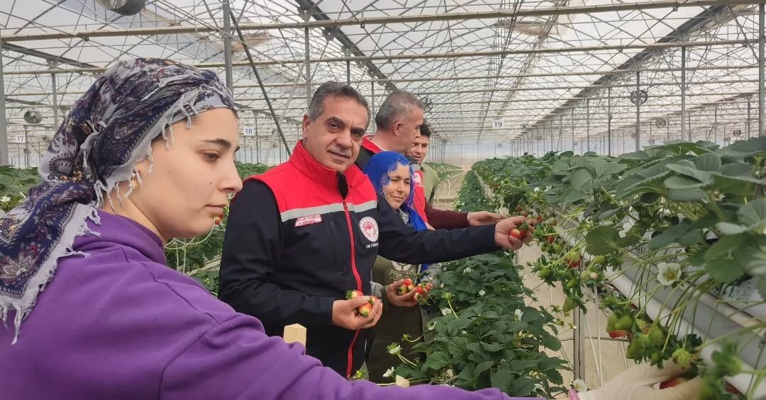 Aydinin Kirmizi Elmasi Cilekte Hasat Basladi 644737 5777De85D41C0652Afa7C7C38D6Ea0F9