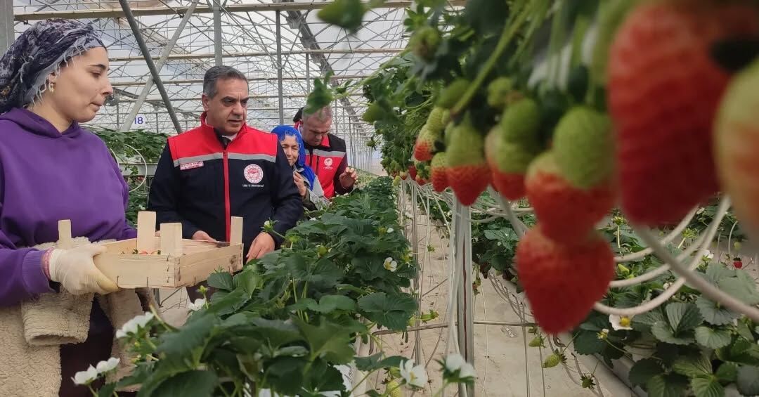 Aydinin Kirmizi Elmasi Cilekte Hasat Basladi 644737 8576B25E8E10E937C0F8Dd47539Ce39E