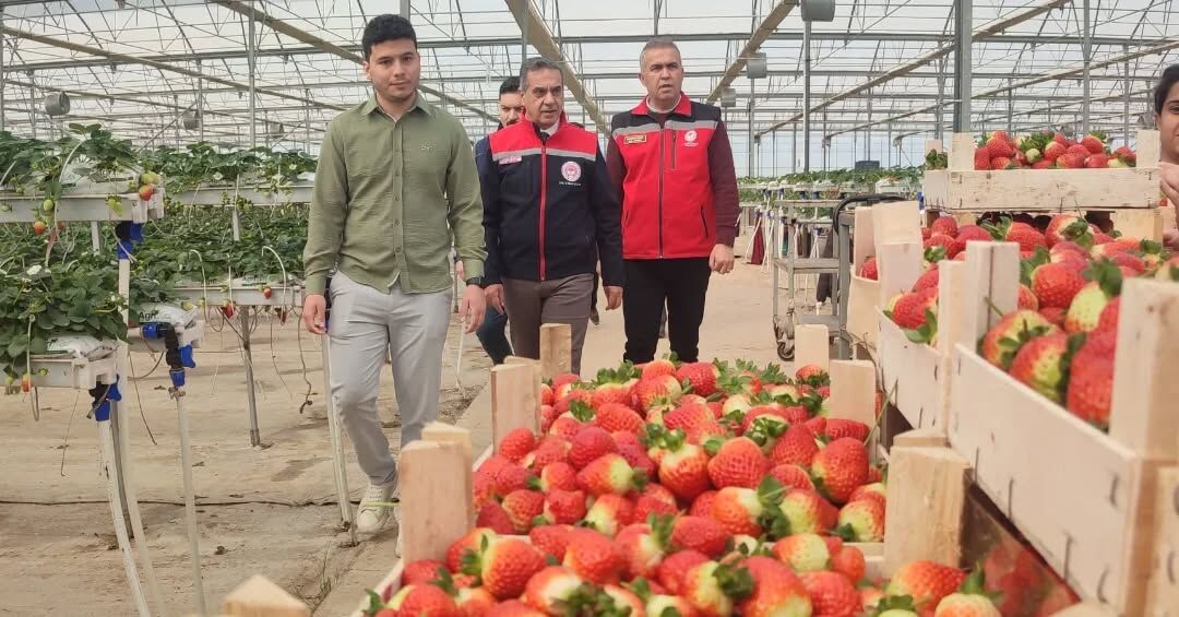 Aydinin Kirmizi Elmasi Cilekte Hasat Basladi 644737 C3Df578814Fff2Bca33B34Cd5De817A7