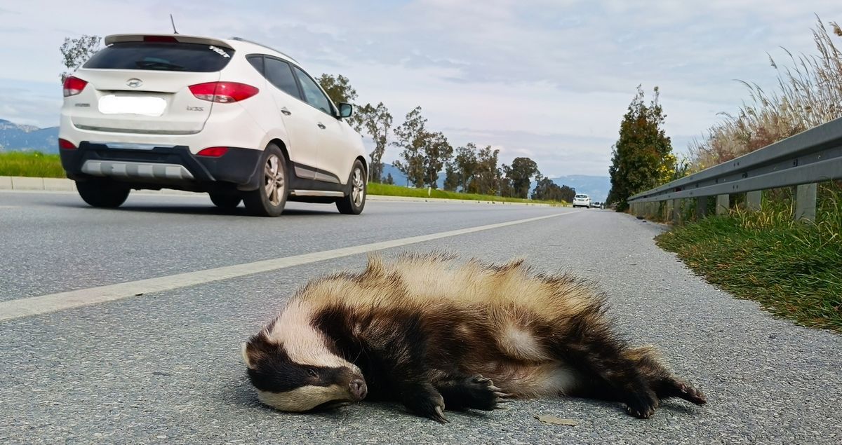 Aydinin Olum Yolu Onlarca Hayvan Can Verdi 648916 C7737Ab91003856E64C700224A3Ac088