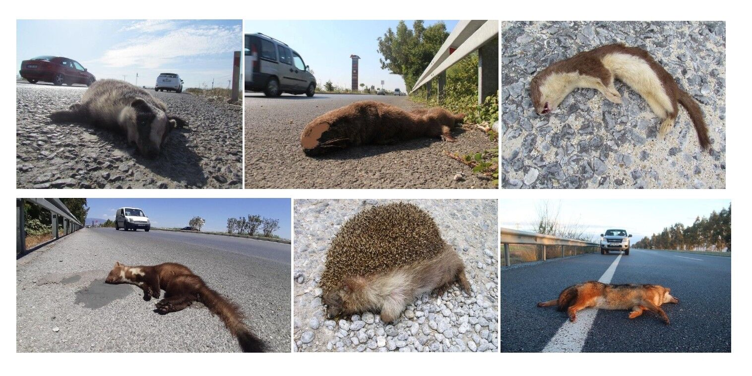 Aydinin Olum Yolu Onlarca Hayvan Can Verdi 648916 D7C9E8D7B13C04F1F8F2Ae866043D6Bc