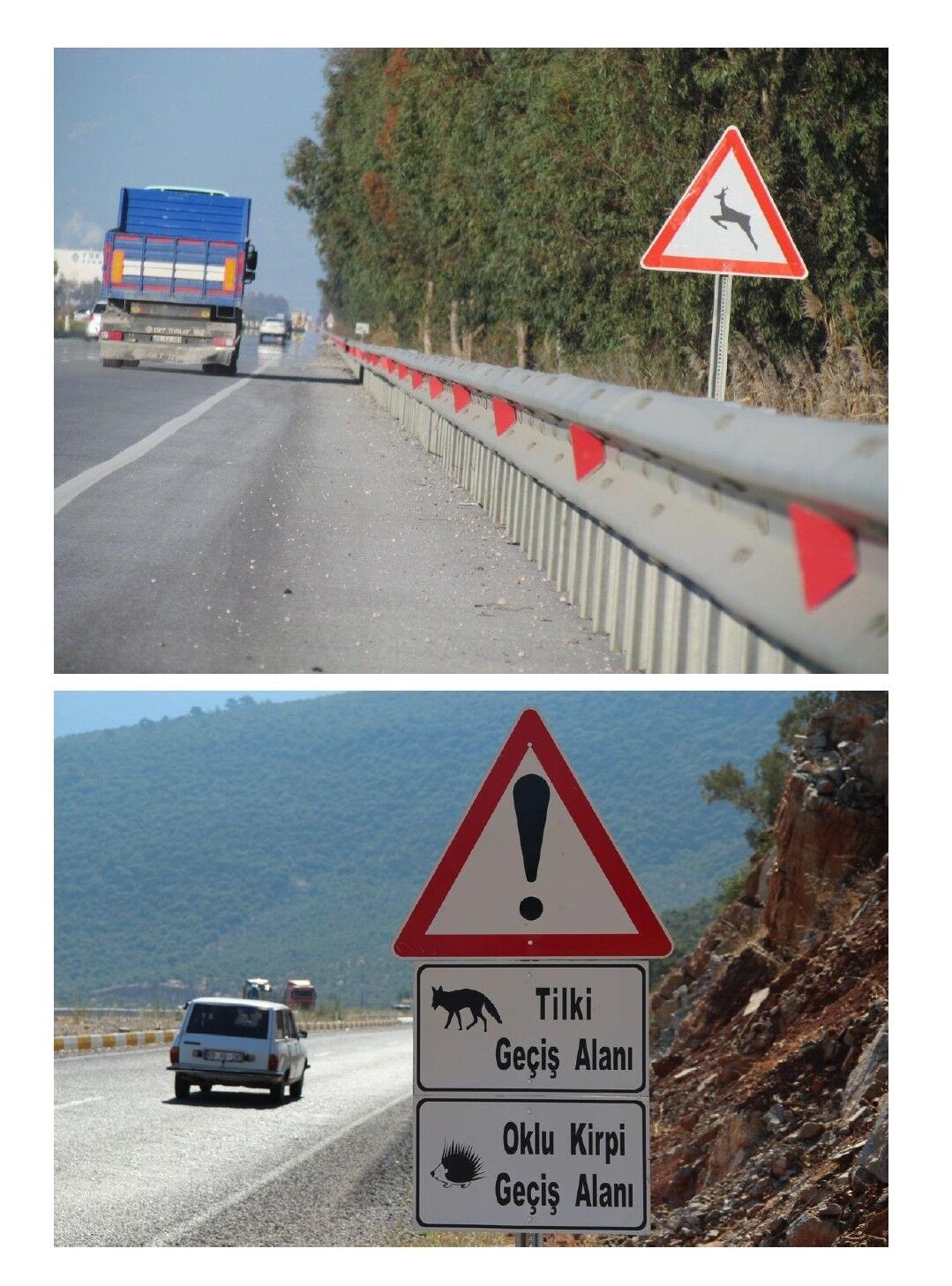 Aydinin Olum Yolu Onlarca Hayvan Can Verdi 648916 Faeeb6Ed9B631Ad8F2A9F3A4D834D438