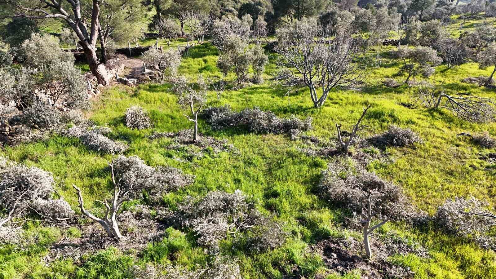 Boyle Ofke Gorulmedi Bir Gecede Yuzlerce Incir Ve Zeytin Agacini Kesip Ortadan Kayboldular 2B772E6D9414E50884D44650727Dcbdc