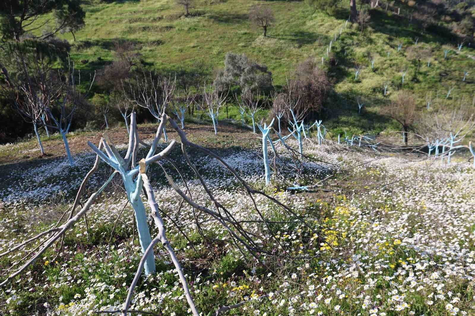 Boyle Ofke Gorulmedi Bir Gecede Yuzlerce Incir Ve Zeytin Agacini Kesip Ortadan Kayboldular 427C988397F129Fddce7A8Af3Cac6240