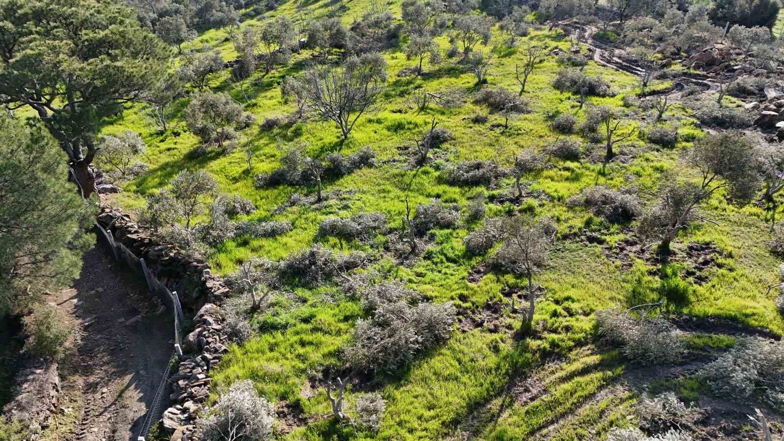 Boyle Ofke Gorulmedi Bir Gecede Yuzlerce Incir Ve Zeytin Agacini Kesip Ortadan Kayboldular 61A6C9Bd1B9Bd5A570B034E75597215D