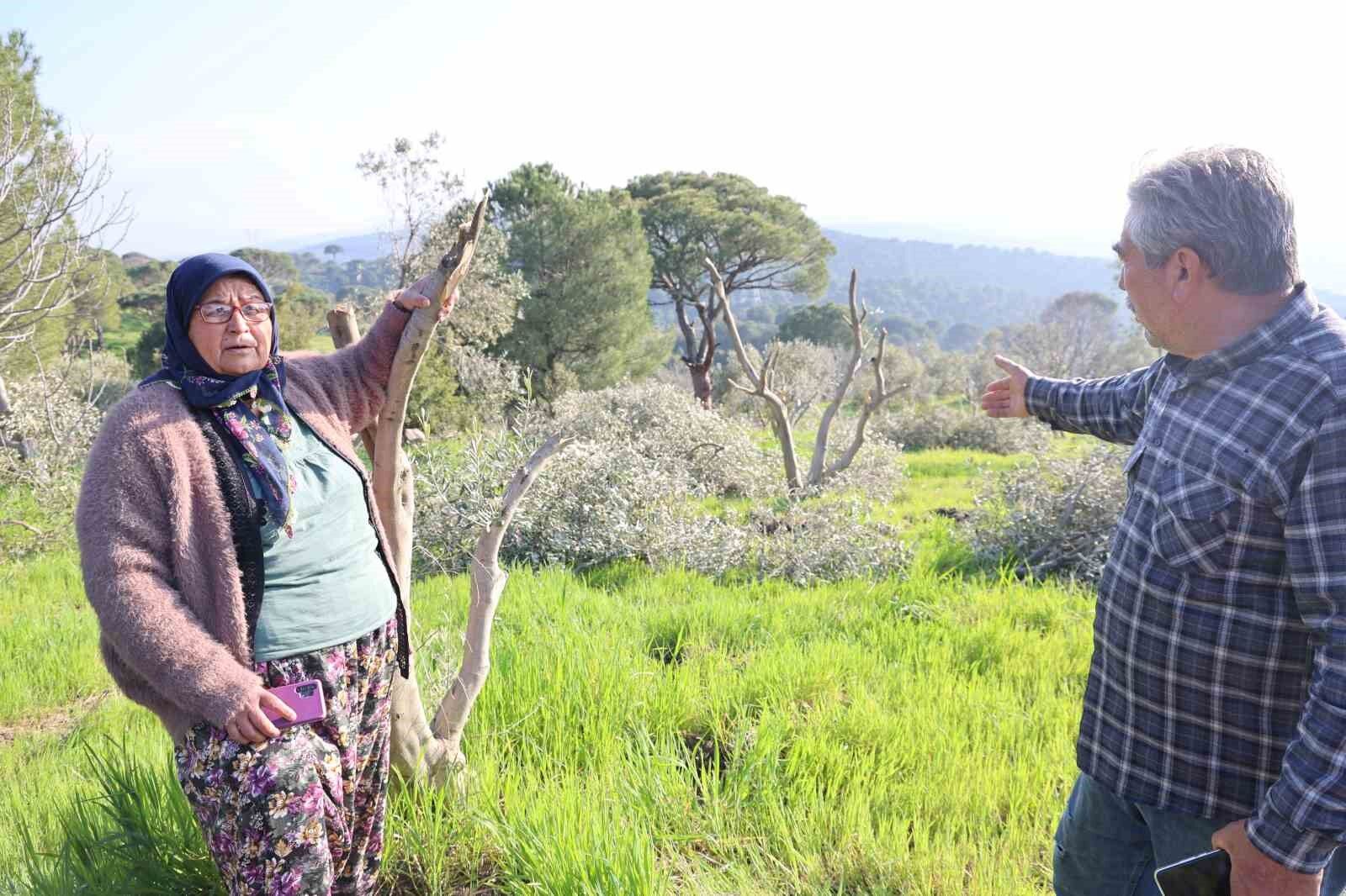 Boyle Ofke Gorulmedi Bir Gecede Yuzlerce Incir Ve Zeytin Agacini Kesip Ortadan Kayboldular Bc5A82Da4A4729837C3925E7B0698984