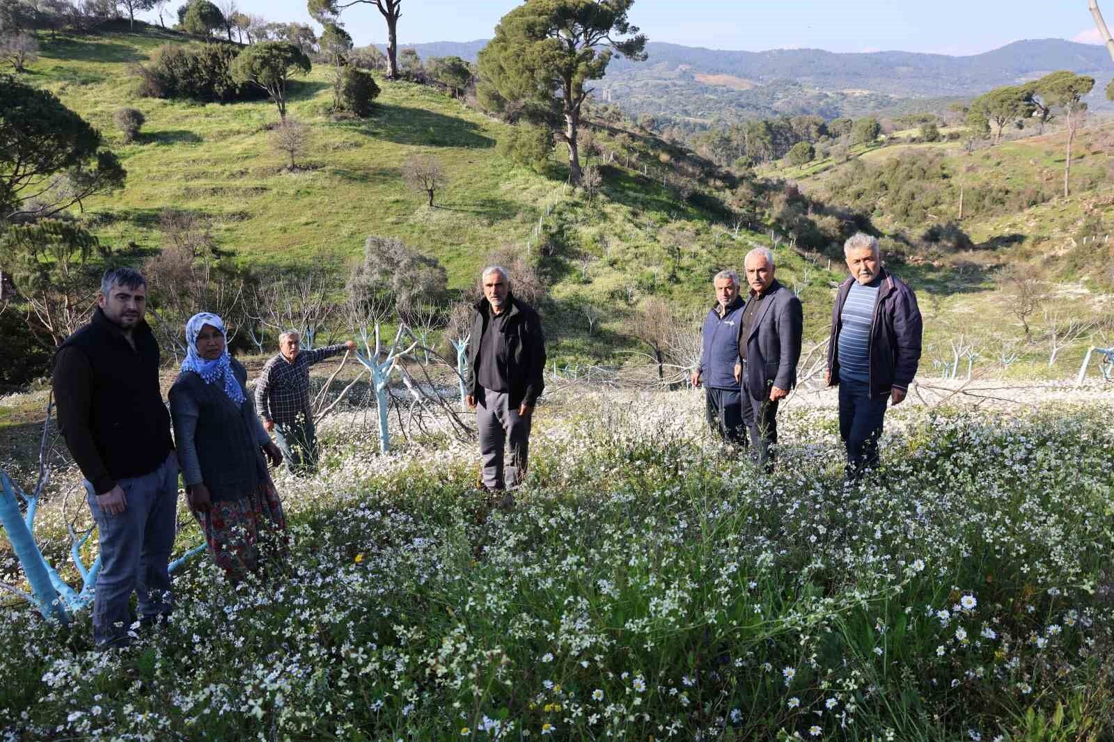 Boyle Ofke Gorulmedi Bir Gecede Yuzlerce Incir Ve Zeytin Agacini Kesip Ortadan Kayboldular Ce1180029A6264Cc2771268814C59F56