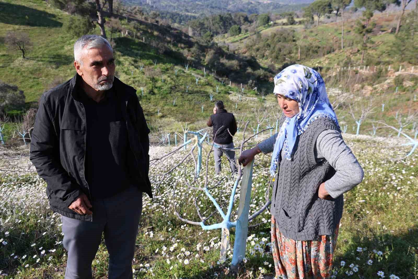 Boyle Ofke Gorulmedi Bir Gecede Yuzlerce Incir Ve Zeytin Agacini Kesip Ortadan Kayboldular Fa4B0720Dd55B619D5Faf563C33E9761