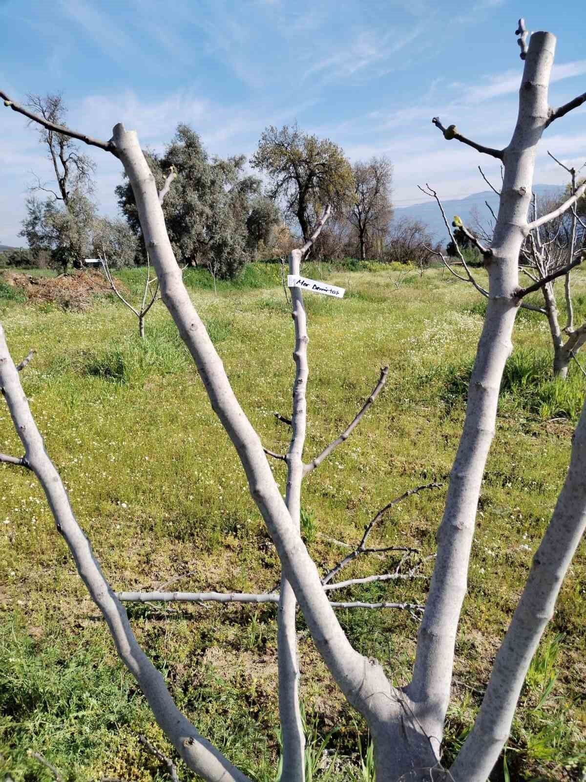 Bozdogan Ilce Tarim Ve Orman Mudurlugu Ekipleri Ilek Bahcesinde Bakim Yapti B9D308D0D536Fb0E54Eb0A41Bfcf55Ed