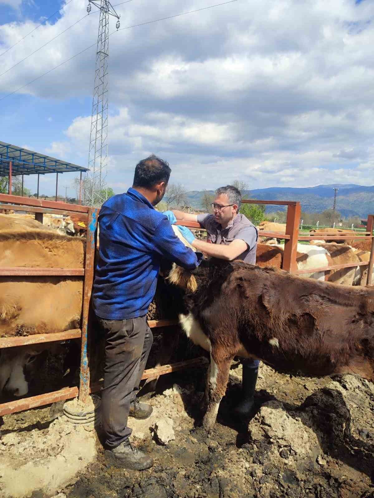 Bozdoganda Asi Ve Kupeleme Calismalari Suruyor A781139A8017B8Ff8036C23C0E3F6815