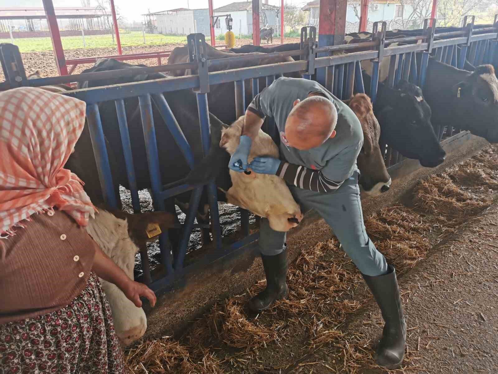 Bozdoganda Asi Ve Kupeleme Calismalari Suruyor B1D71842F1458839D270Ceca75Cc3918