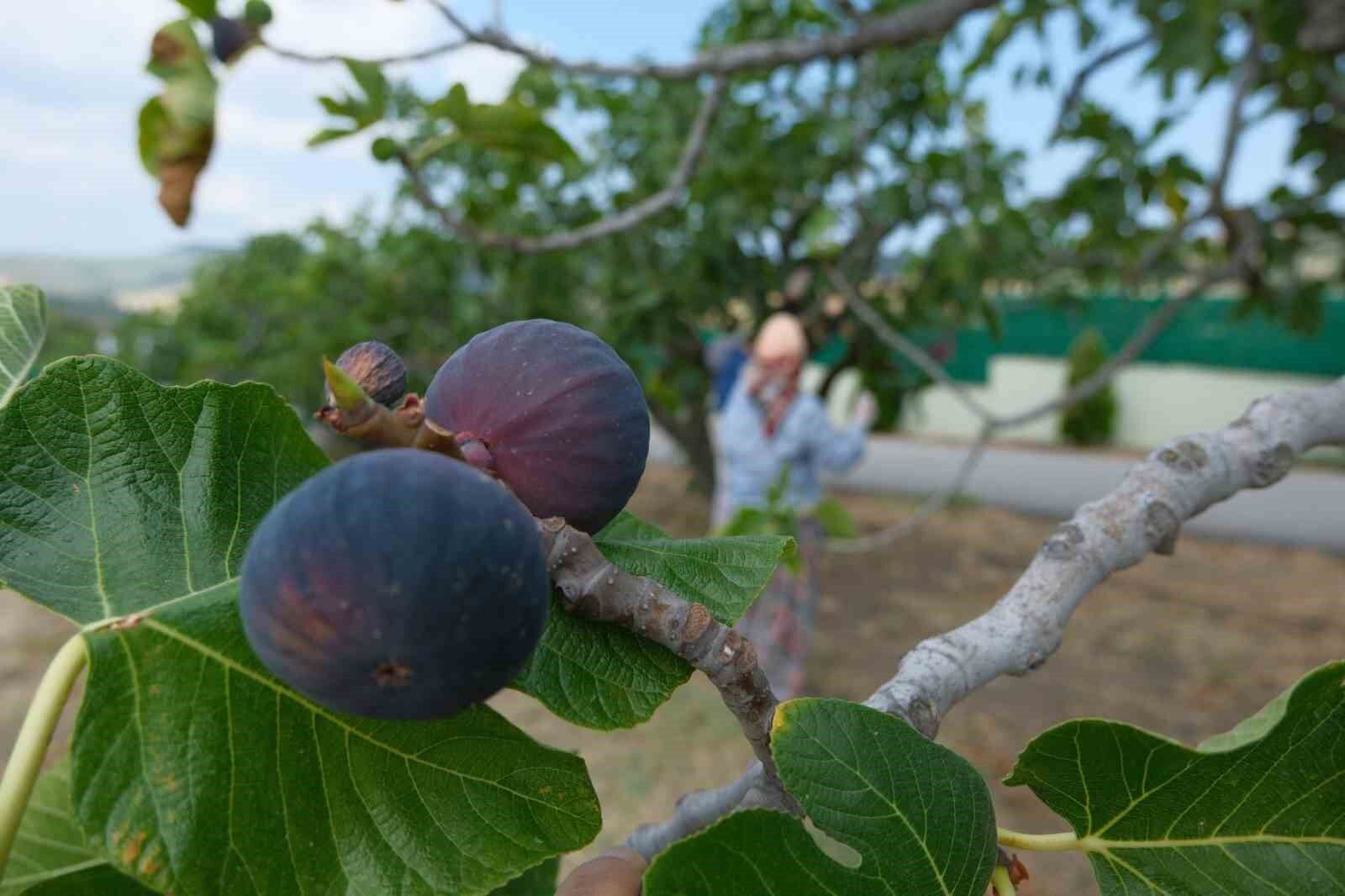 Bozdoganda Bir Yilda 2 Bin Incir Fidani Toprakla Bulustu 6F8B6A663E619468D001313F79B1F7Ca