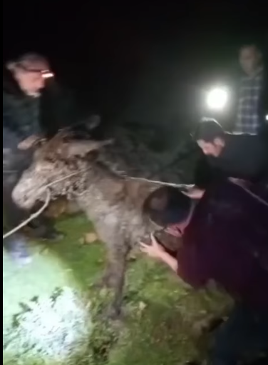 Camura Saplanan Esek Kurtarildi 649382 91Fa24E46Efff20Da0E1Adaebfaa9468