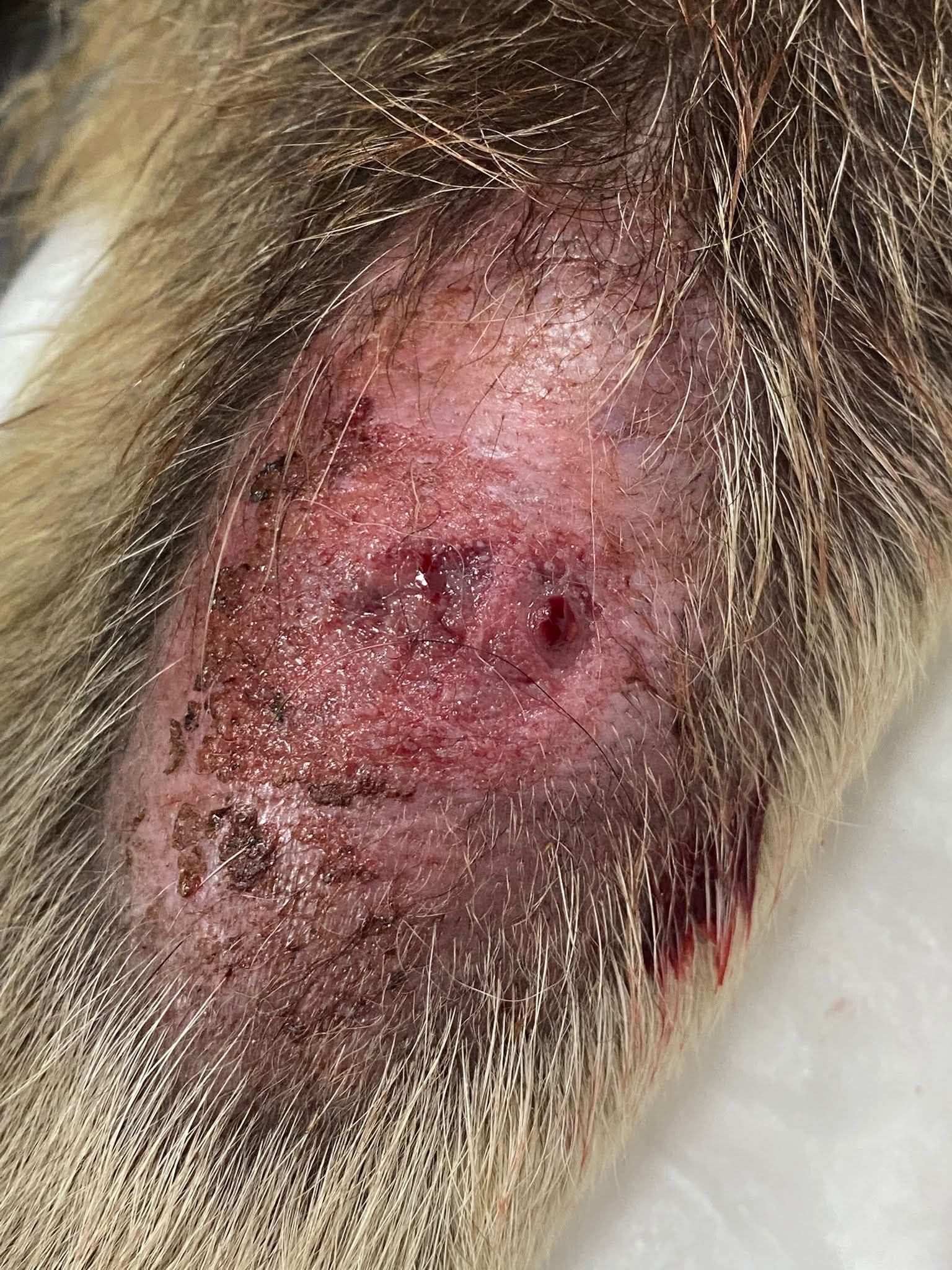 Can Dostu Yilan Isirdi Olumun Kiyisinda Dondu 644965 4622D4Ca831Bb089Dbd77816Ed466979