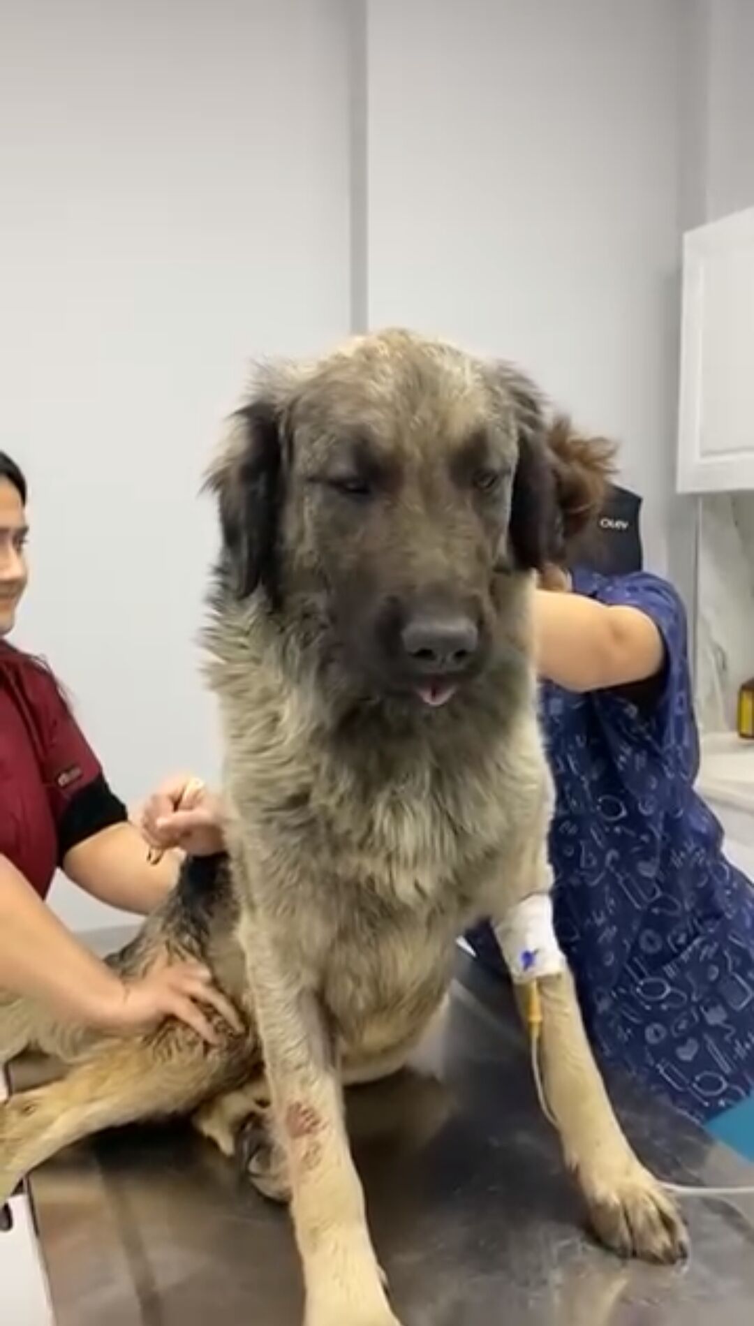 Can Dostu Yilan Isirdi Olumun Kiyisinda Dondu 644965 F06A44F63Aad6D257Ce634E6E53F197A