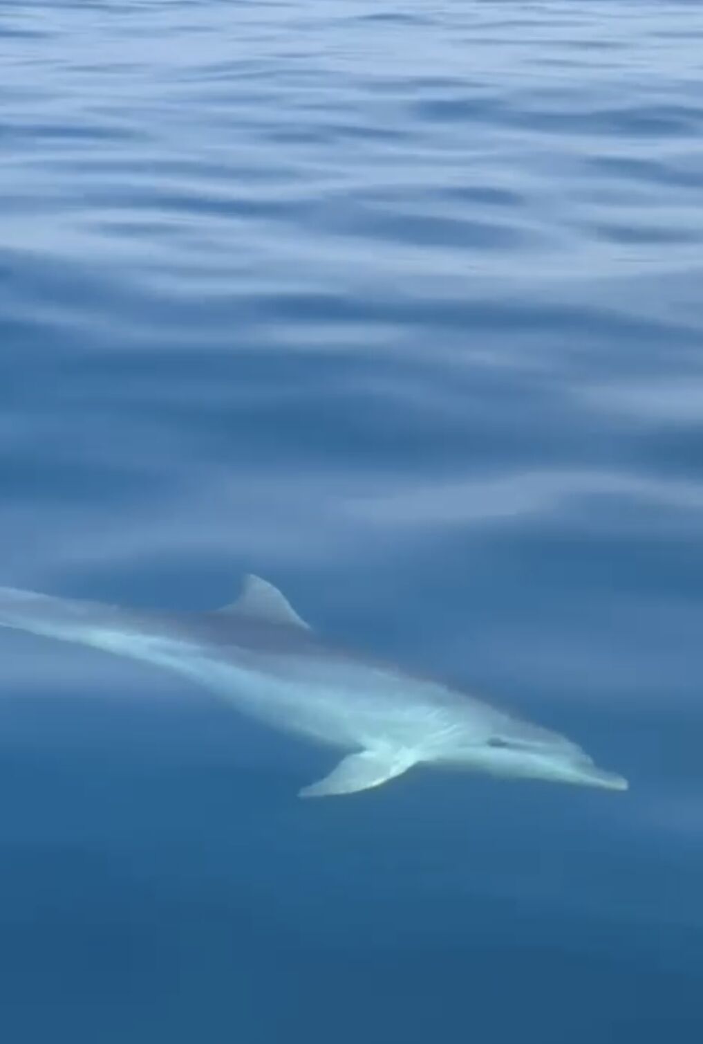 Denizde Yunuslarin Gokyuzunde Flamingolarin Dansi Buyuledi 647798 5E67Ebab63Cc37C4F5B208Fcfd122088