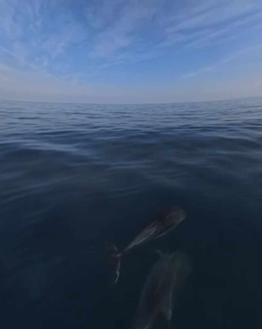 Denizde Yunuslarin Gokyuzunde Flamingolarin Dansi Buyuledi 647798 6642F7F9D9E4Ae040D21F63B81Ae3208