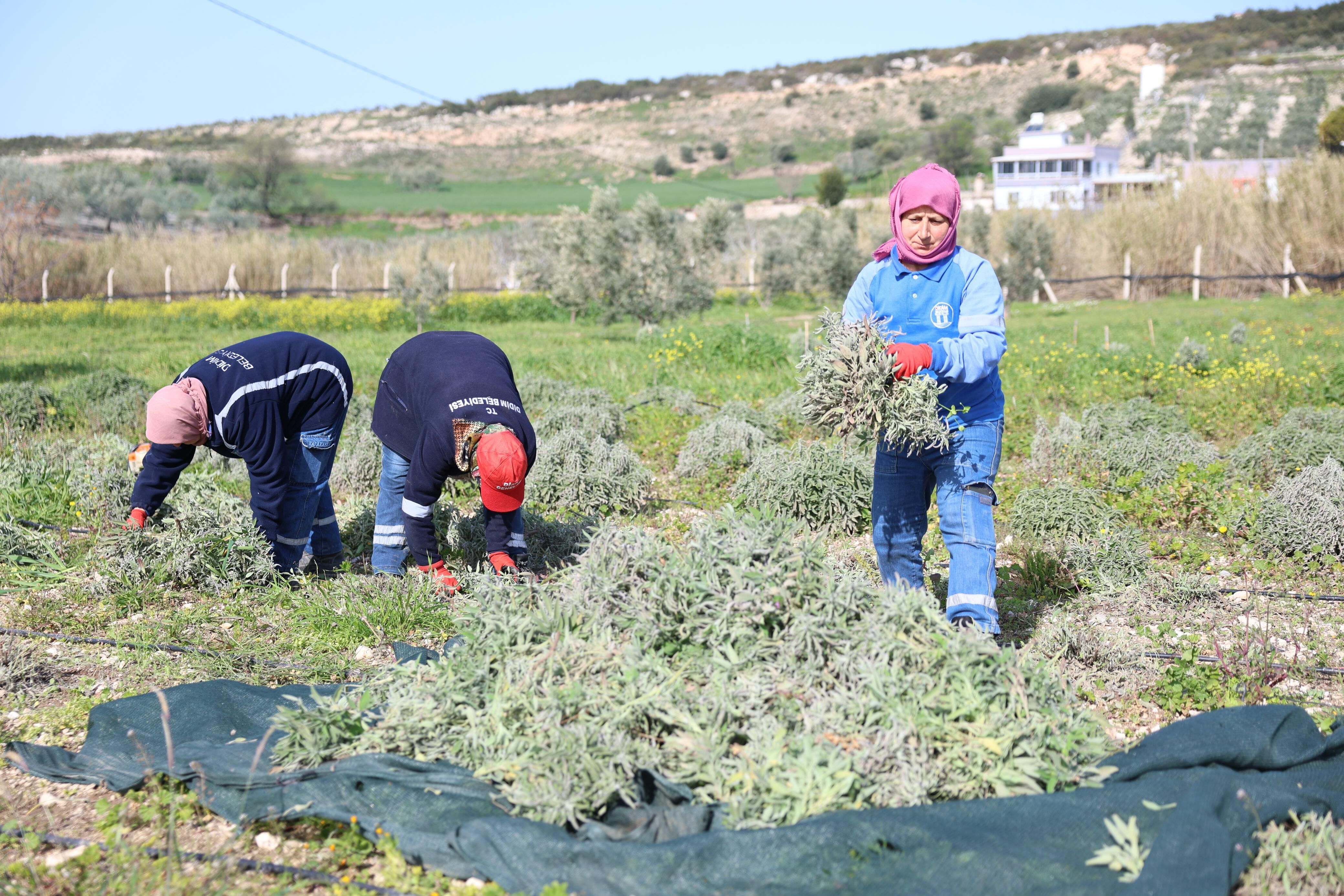 Didim Belediyesinden Uretken Belediyecilik Uygulamasi 644592 E3Ed57D77820De39Ee2D98C6094Ace23