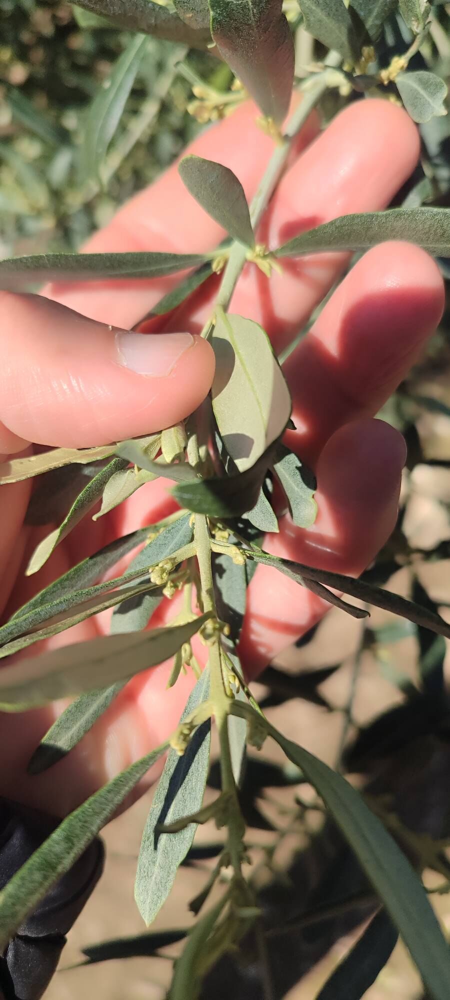 Didimde Zeytinde Halkali Leke Hastaligi Ile Mucadele Cagrisi 643812 3D951Ce8618Eeec98534B4005Da77021