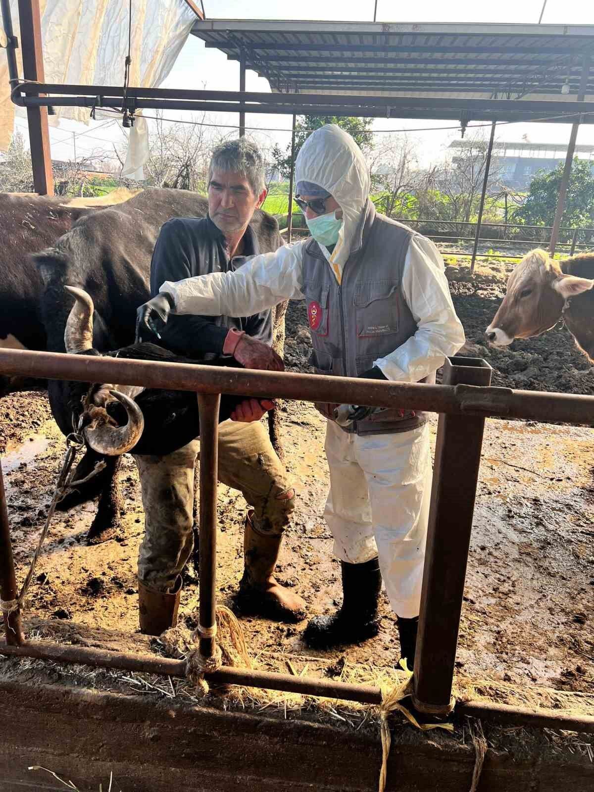 Efelerde 15 Bin Hayvan Asilandi 05Db04893632A00C78Cda74207Ca5Ebb